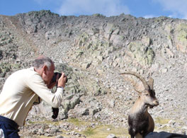 Mountain Goat