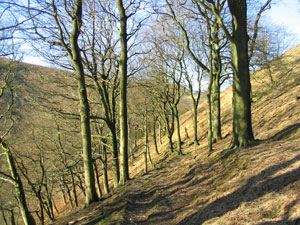 Stones Wood Todmorden